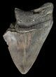 Partial, Serrated, Fossil Megalodon Tooth #51082-1